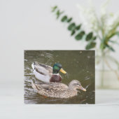 Enten Schwimmen Postkarte (Stehend Vorderseite)