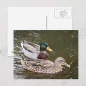 Enten Schwimmen Postkarte (Vorne/Hinten)