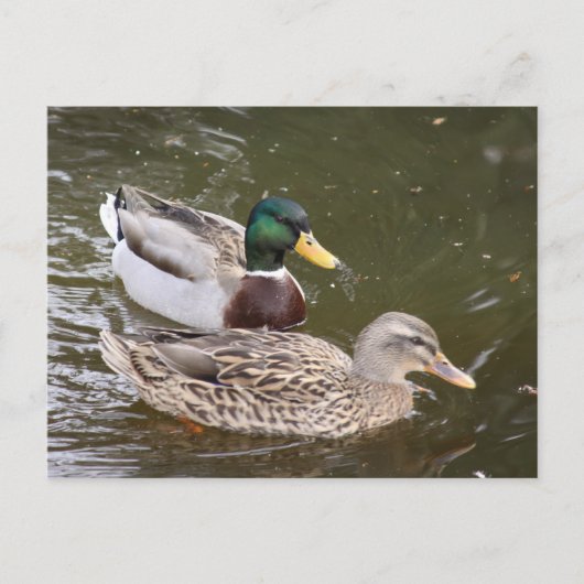 Enten Schwimmen Postkarte (Vorderseite)