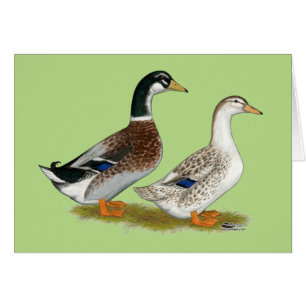 Enten: Silbergarten