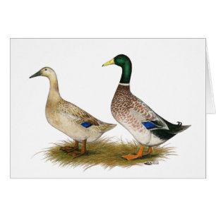 Enten: Silberner Waliser-Harlekin