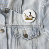 Enten:  Silberner Waliser-Harlekin Button (Beispiel)