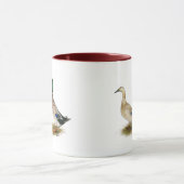 Enten:  Silberner Waliser-Harlekin Tasse (Zentrum)