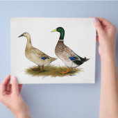 Enten: Silberwalisisches Harlequin Flyer (Hand)