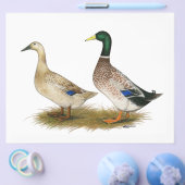 Enten: Silberwalisisches Harlequin Flyer (Einzeln)