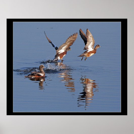 Enten starten Print Poster (Vorne)