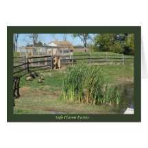 Enten-Teich an den sicherer Hafen-Bauernhöfen