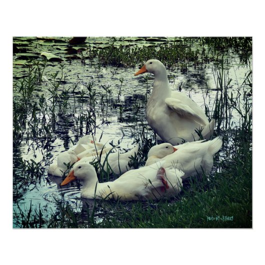 Enten Tiere im Teich Poster (Vorderseite)