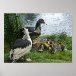 Enten und Enten aus Muskovy Poster