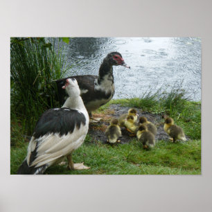 Enten und Enten aus Muskovy Poster