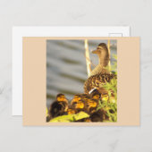 Enten und Entenlein Foto Postkarte (Vorne/Hinten)