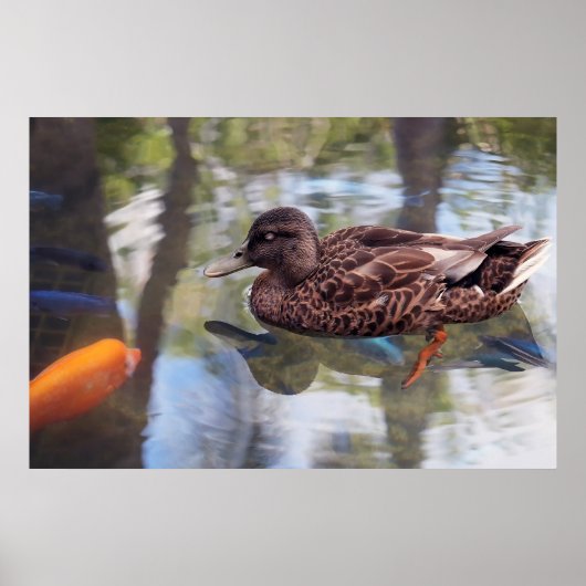 Enten- und Fischteich Poster (Vorne)