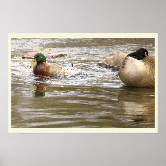 Enten- und Gänseposter am Bach Poster (Vorne)