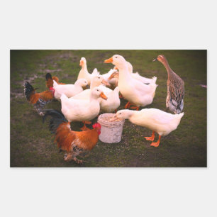 Enten und Hühner essen lustig Rechteckiger Aufkleber