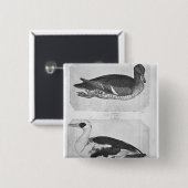 Enten, vom Vallardi Album Button (Vorne & Hinten)