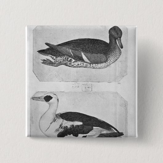Enten, vom Vallardi Album Button (Vorderseite)