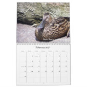 Enten von Neuseeland Kalender (Feb 2027)