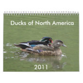 Enten von Nordamerika, 2011 Kalender (Titelbild)