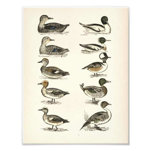Enten von Nordamerika Illustrationen Fotodruck (Vorne)