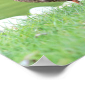 Enten von Pond Poster (Ecke)