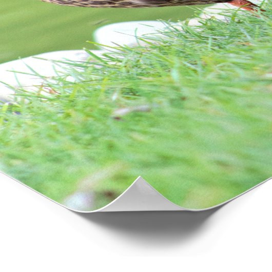 Enten von Pond Poster (Ecke)