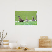 Enten von Pond Poster (Küche)