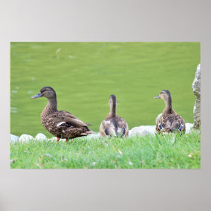 Enten von Pond Poster