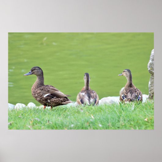 Enten von Pond Poster (Vorne)