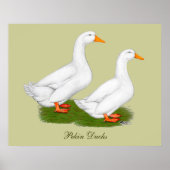 Enten: Weiße Pekins Poster (Vorne)