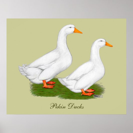 Enten: Weiße Pekins Poster (Vorne)