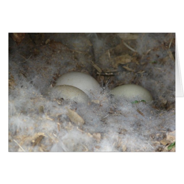 Enteneier in einem Nest (Vorderseite (Horizontal))