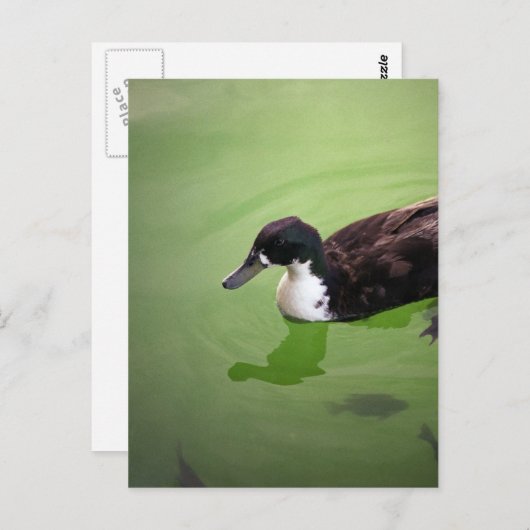 Entenfang Postkarte (Vorne/Hinten)