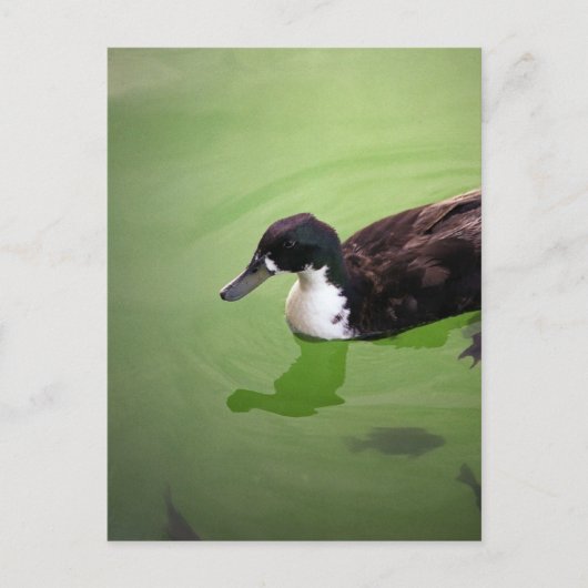 Entenfang Postkarte (Vorderseite)