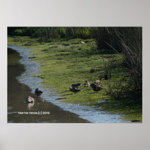 Entenhang Poster