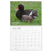 Entenkalender Kalender (Jan 2027)