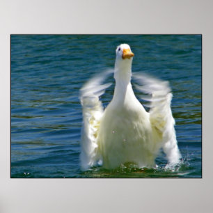 Entenklatschdruck Poster