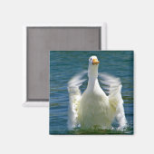 Entenklatschmagnet Magnet (Vorderseite/Rückseite)