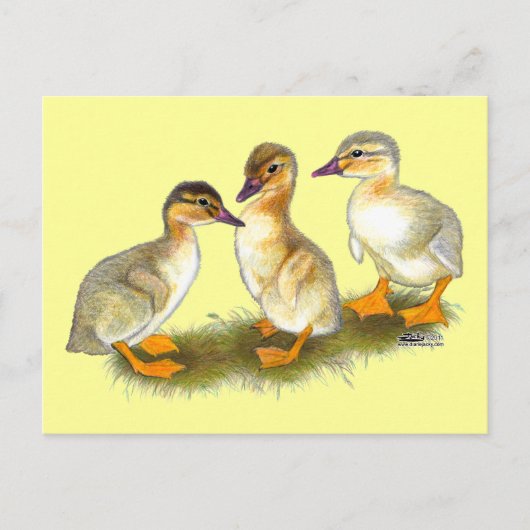 Entenküken: Buff Orpingtons Postkarte (Vorderseite)