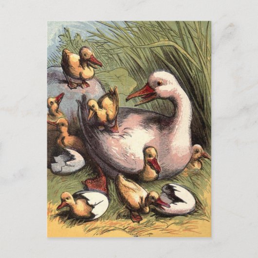 Entenküken frisch geschlüpft Vintage Bild Postkarte (Vorderseite)