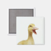 Entenküken Magnet (Vorderseite/Rückseite)