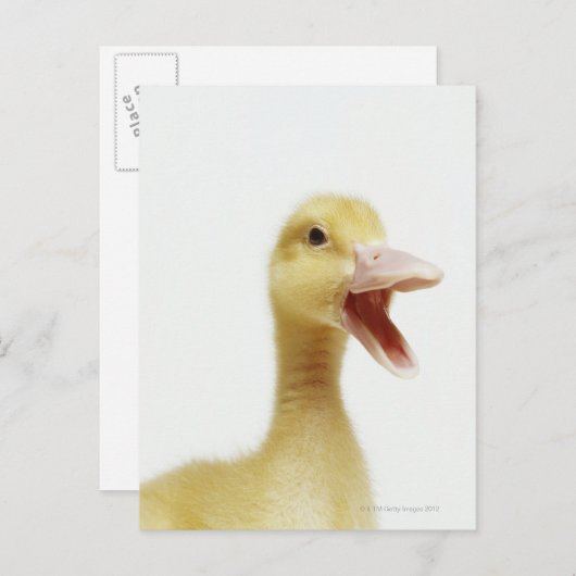 Entenküken Postkarte (Vorne/Hinten)