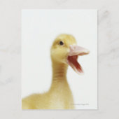Entenküken Postkarte (Vorderseite)