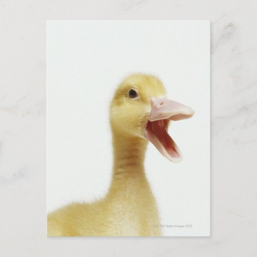 Entenküken Postkarte (Vorderseite)