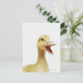 Entenküken Postkarte (Stehend Vorderseite)