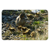 Entenlein Magnet (Horizontal)