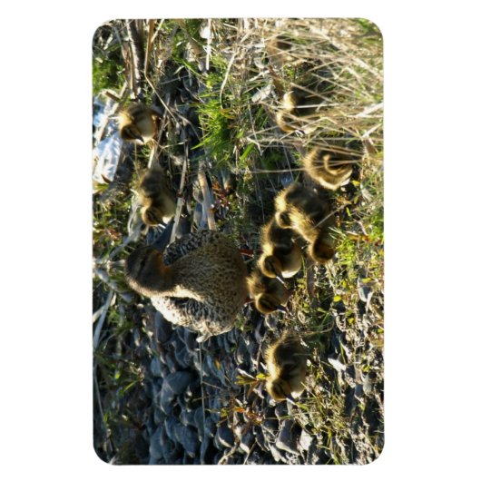 Entenlein Magnet (Vertikal)