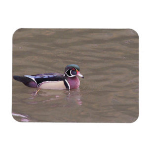 Entenmagnet Magnet