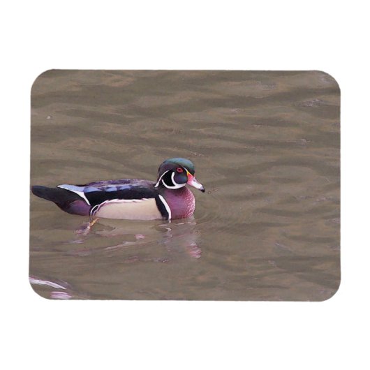 Entenmagnet Magnet (Horizontal)