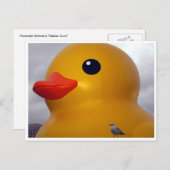 Entenmöwe Postkarte (Vorne/Hinten)