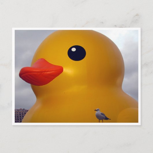 Entenmöwe Postkarte (Vorderseite)